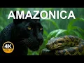 AMAZON BLACK PANTHER The Living Legend of the Jungle Wild Life English