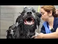 Download Lagu This Rare Dog Breed is Both STUNNING and Intense