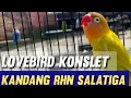 Download Lagu Lovebird Konslet RHN Salatiga