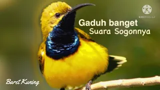 suara kolibri sogon ribut audio master dan pikat sogok ontong
