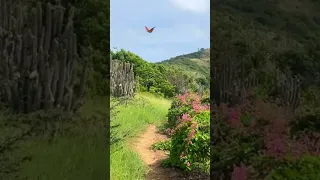 #CliffHikes #antiguahiking #carpentertrail #antigua