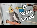 Lagu Cockatiel Monty Turns 21! A Special Day with His Flock!