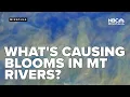 Download Lagu Montana’s rivers run green as lawmakers repeal key water protections