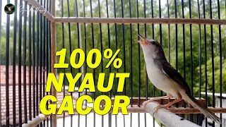 prenjak anda akan jadi istimewah dengan masteran prenjak sawah gacor ngebren ini prenjak gacor dor