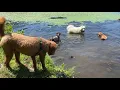 Hamish, Britta, Donut, Tonto, Tesla, and Moony