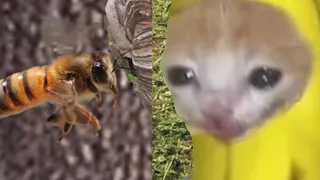 Amazon's Bee Extermination Spray