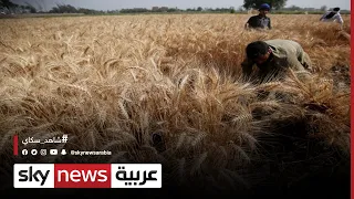 مصر السيسي يشهد بدء حصاد القمح في توشكي بأسوان مراسلو سكاي سكاي مصر 