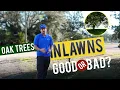 Are Oak Trees Ruining Your Lawn Here s the Truth