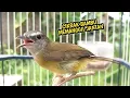 Download Lagu Cikrak bambu betina gacor memanggil jantan
