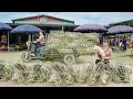 Download Lagu Buy Many Piglets From Farmers, Use 3-Wheeled Truck Transport Piglet Goes To Market Sell