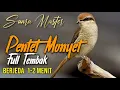 Download Lagu SUARA BURUNG PENTET MONYET master full tembak berjeda 1-2 menit