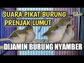Download Lagu Suara Pikat Prenjak Lumut , Paling Ampuh