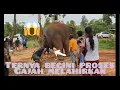 Download Lagu Sadis inilah proses gajah melahirkan penuh dengan perjuangan
