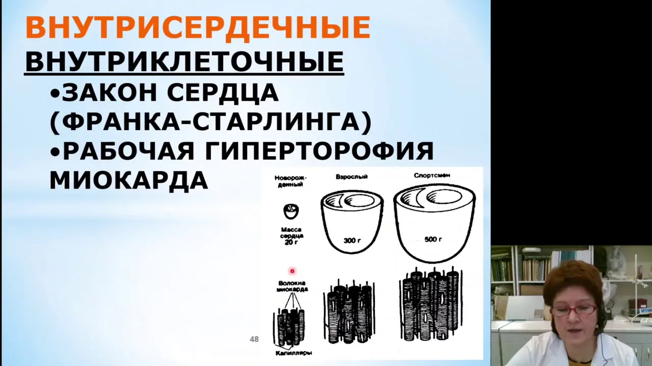 Нормальная физиология 13.Регуляция деятельности сердца и просвета сосудов
