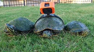 Turtle Racing