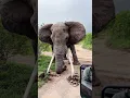 Download Lagu Elephant Big Tusker Crushes Ground in Powerful Display