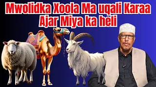 Mwolidka Xoola Ma Uqali Karaa Ajar Miya Ka Heli Sh Shibli 
