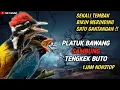 Lagu NGERII..!!SEKALI TEMBAK BIKIN MERINDING SATU GANTANGAN | MASTERAN PLATUK BAWANG SAMBUNG TENGKEK BUTO