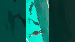 Cleaning Crew #buffet #fieldnotes #community