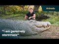 Download Lagu Meet Henry, the world's oldest crocodile | Killer Crocs with Steve Backshall