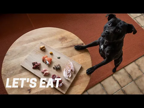 Download MP3 Staffordshire Bull Terriers Eating Raw Food - BARF Selection Board