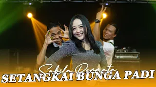 Download SETANGKAI BUNGA PADI - SABILA PERMATA FEAT PAK EKO DKK MP3