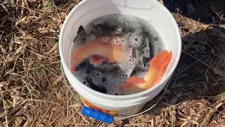 Trout stocking in Pennsylvania 2021 by the Pa Fish and Boat Commission