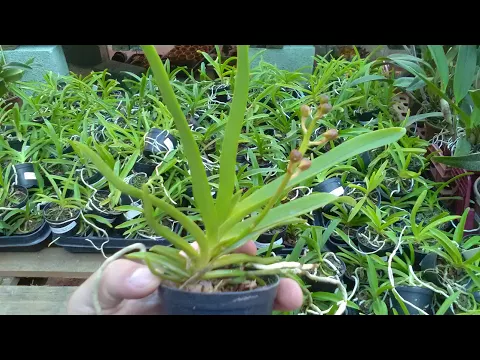 AS ORQUÍDEAS VANDA DA PROMOÇÃO ACABARAM?