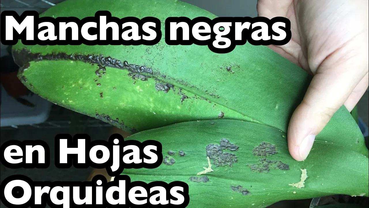 MANCHAS EN LAS HOJAS DE TUS ORQUÍDEAS? DIFERENCIAS Y PORQUE PASA?