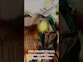 Download Lagu MANAKAH YANG PALING UTAMA ANTARA WANITA SOLEHA DAN BIDADARI SURGA?