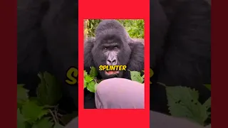 Gorilla S Powerful Roar Experience The Wild Sound 