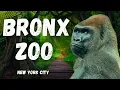 Bronx Zoo Full Tour Amazing Animals Wildlife in New York