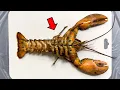 Strange Organ Inside a Lobster - LOBSTER Dissection