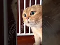 Download Lagu Dekho billi kaise ladai kar rahi hai.....#love #shorts #comedy #funnyvideo #billi #cat #catvideo