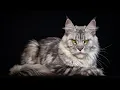 Download Lagu The Fluffy Princess | Zara the Maine Coon