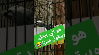 يموتك من الضحك ببغاء نمس 