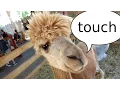 touch rm ls and cp Files in the Bash Shell Petting Zoo