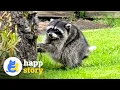 Meet Jimothy Seattle s Viral Raccoon With Short Spine Syndrome HAPP