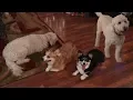 Goldendoodles and Corgi Dogs