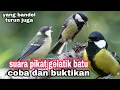 Download Lagu suara pikat gelatik batu jantan dan betina, ampuh anti zonk