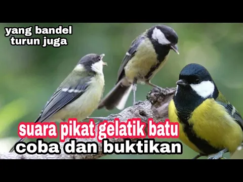 Download MP3 suara pikat gelatik batu jantan dan betina, ampuh anti zonk