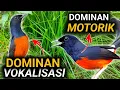 Lagu RAHASIA!!! MURAI BATU DOMINAN VOKALISASI VS MURAI BATU DOMINAN MOTORIK 