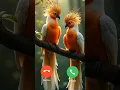 Download Lagu iphone Ringtone iphone Mobile Ringtone #nptones #ringintone #ringtone #iphoneringtone #iphonesound