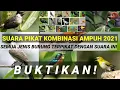 Lagu SUARA BURUNG KECIL RIBUT~PIKAT BURUNG LIAR ANTI ZONK