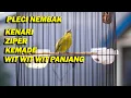 Download Lagu PLECI GACOR NEMBAK KENARI , KEMADE , ZIPER, WIT WIT WIT PANJANG