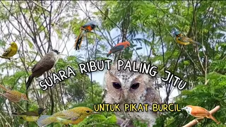 suara ribut kombinasi burcil paling jitu