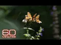Download Lagu Inside the monarch butterfly migration mystery: flying to Mexico from Canada, the U.S.