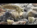 Dragonfly larva eats mosquito larvae