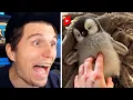 Download Lagu Paluten guckt Shorts bis er niedliche Pinguine trifft