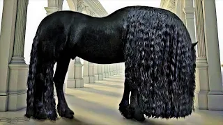 25 Most Beautiful Horses On Planet Earth 